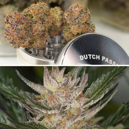 Auto Tricome & Cream - Dutch Passion