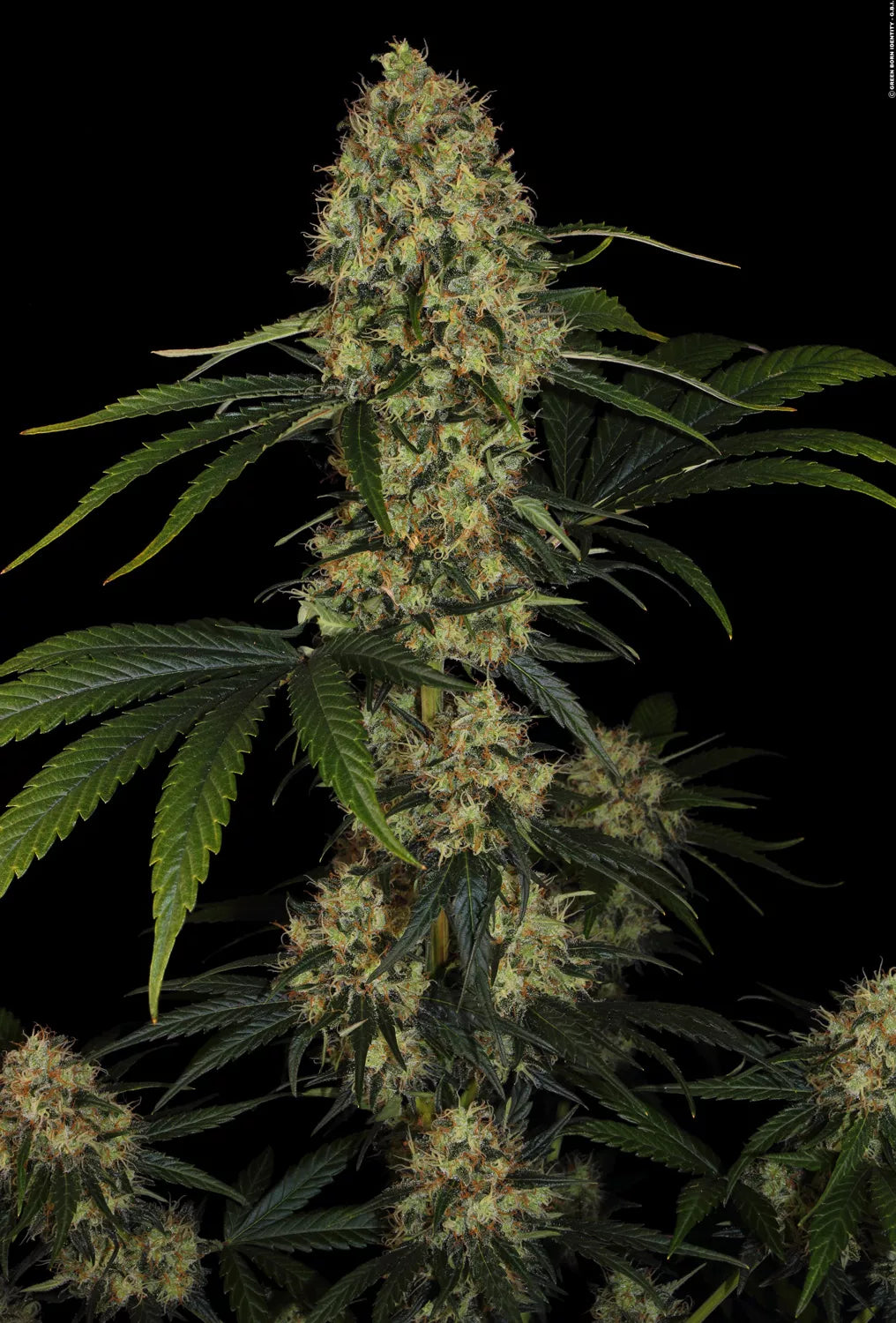 L.A. Amnesia - Paradise Seeds