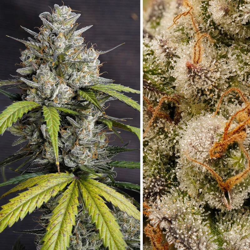 Auto Melonade Runtz - Dutch Passion