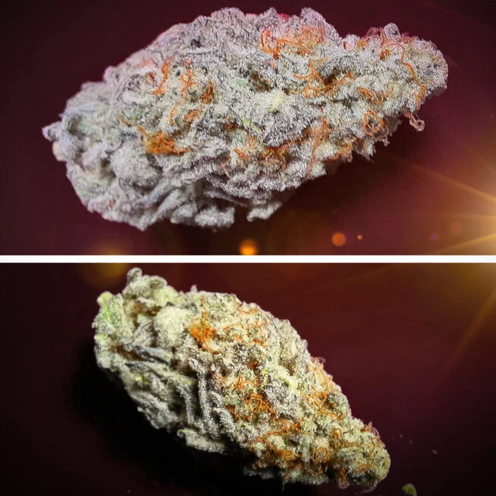 Orange Bud 2.0 - Dutch Passion