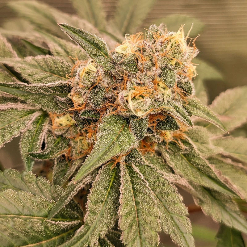 Orange Bud 2.0 - Dutch Passion