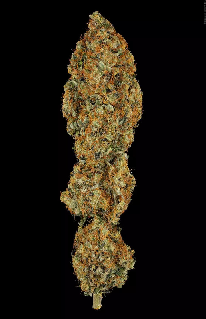 L.A. Amnesia - Paradise Seeds