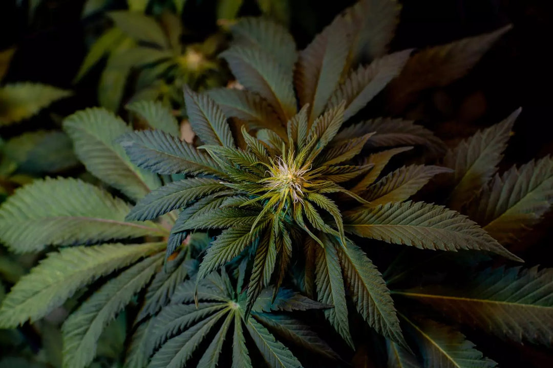 L.A. Amnesia - Paradise Seeds