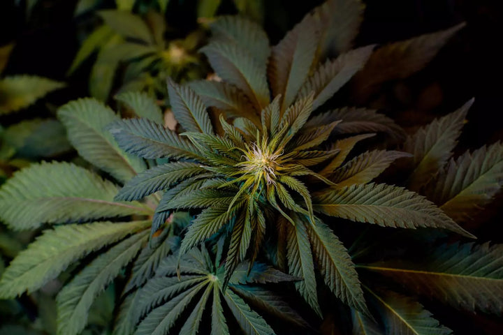 L.A. Amnesia - Paradise Seeds