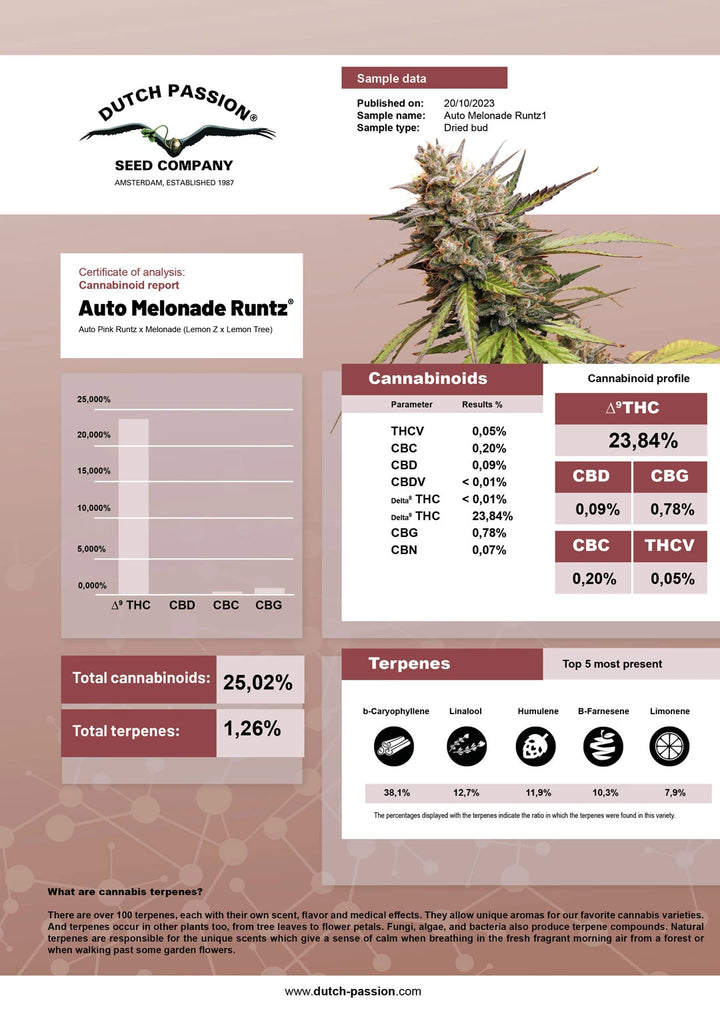 Auto Melonade Runtz - Dutch Passion