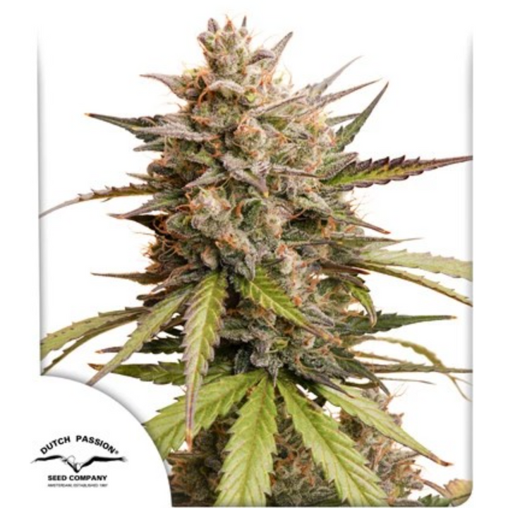 Auto Melonade Runtz - Dutch Passion