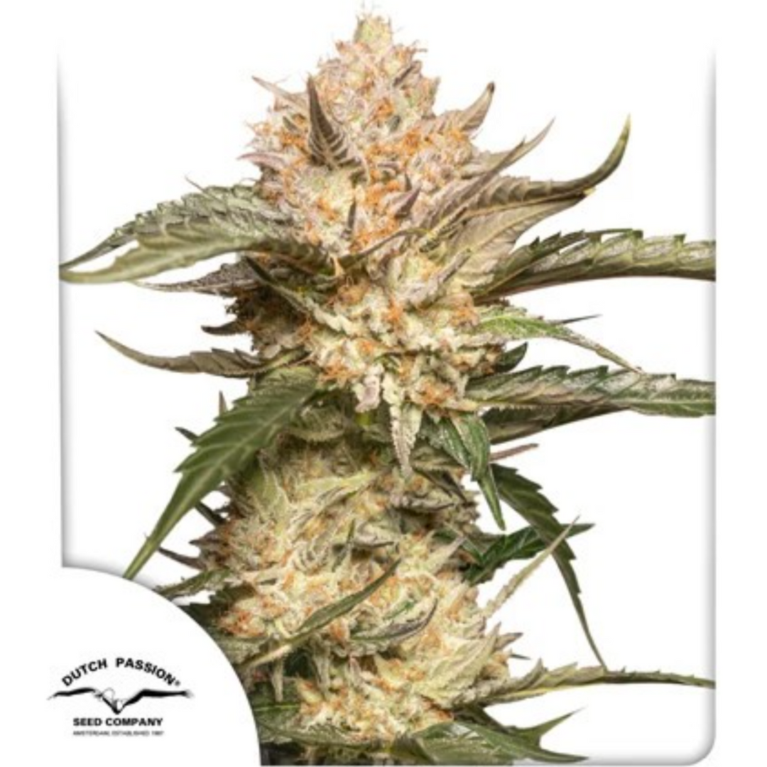 Auto Tricome & Cream - Dutch Passion