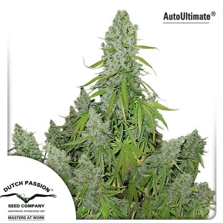 Auto Ultimate - Dutch Passion