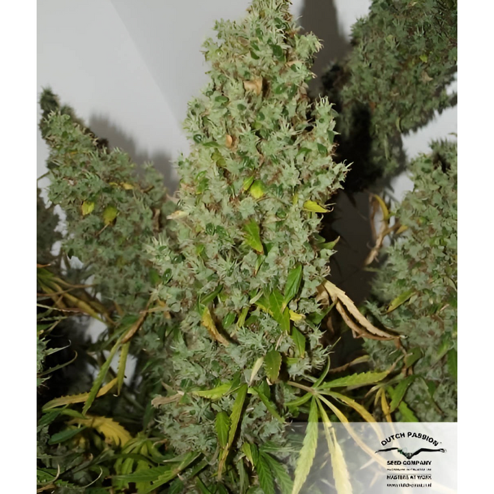 Auto Ultimate - Dutch Passion