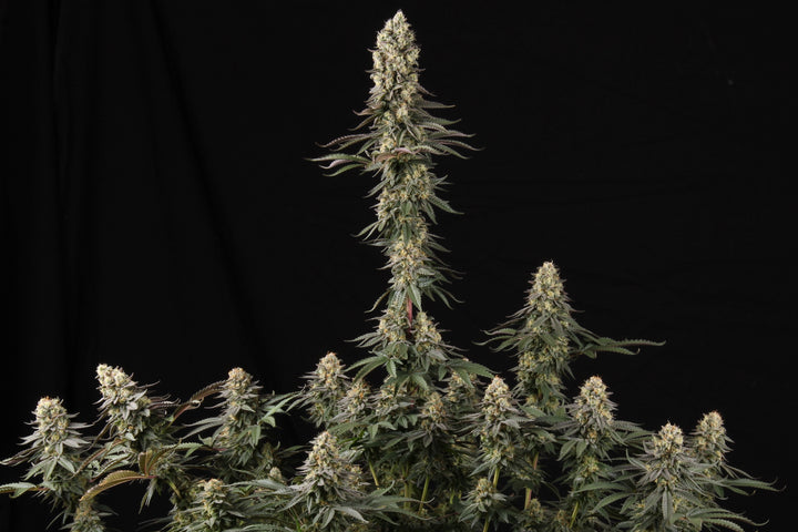 El Dorado OG - Paradise Seeds