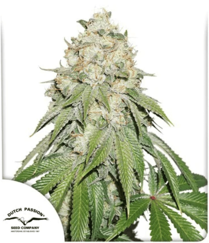 Banana Blaze - Dutch Passion