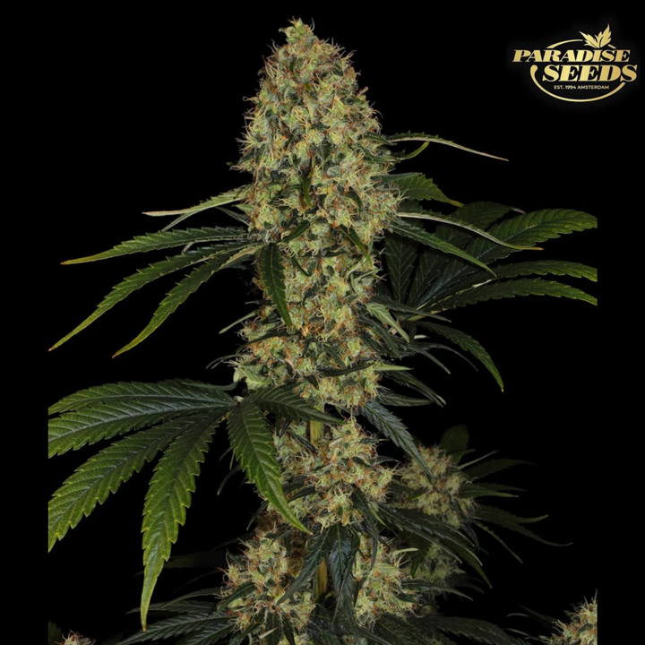 L.A. Amnesia - Paradise Seeds