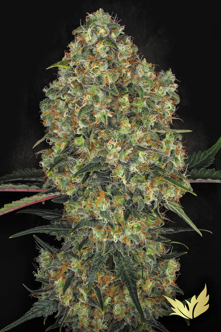 L.A. Amnesia - Paradise Seeds