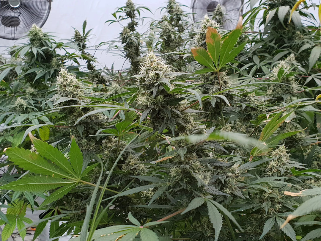 Lemonade Auto - Paradise Seeds