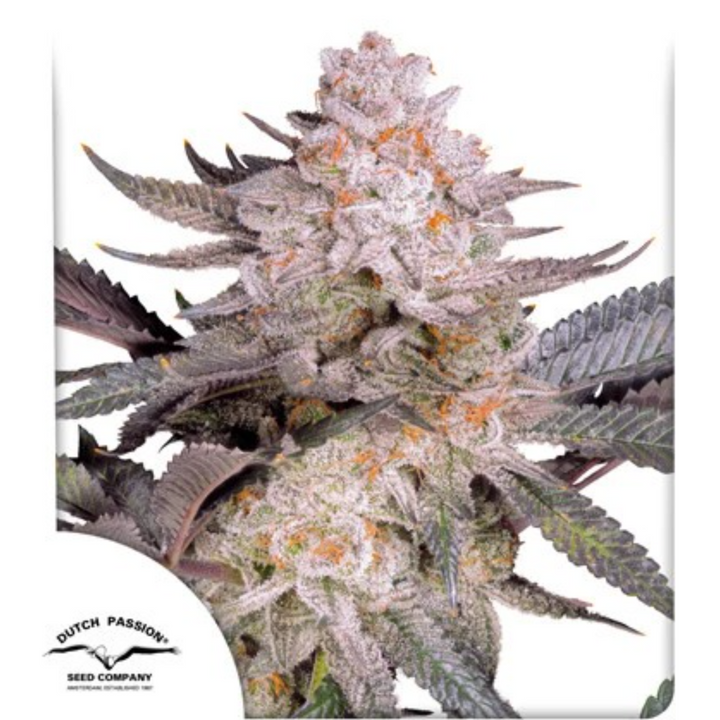 Orange Bud 2.0 - Dutch Passion