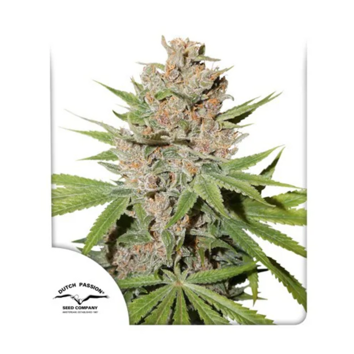 Passion Fruit - Dutch Passion