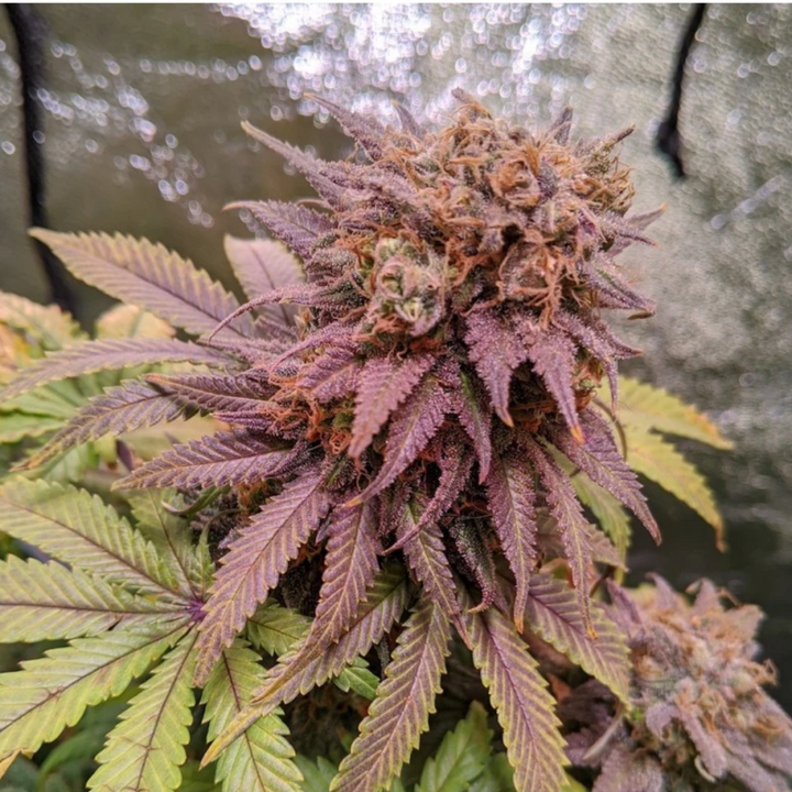 Passion Fruit - Dutch Passion