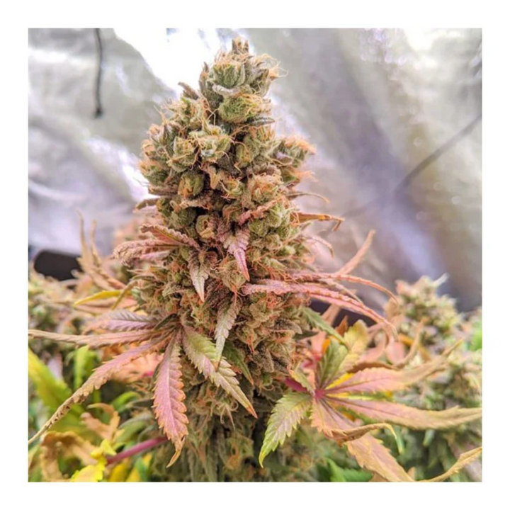 Passion Fruit - Dutch Passion