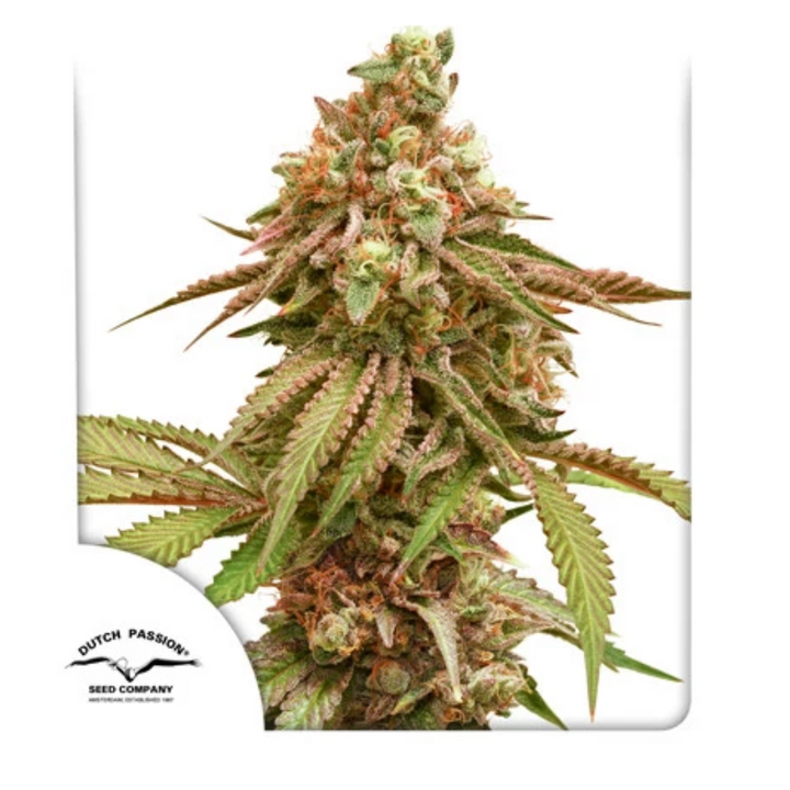 Tropical Tangie - Dutch Passion