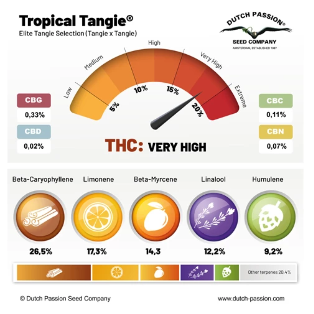 Tropical Tangie - Dutch Passion