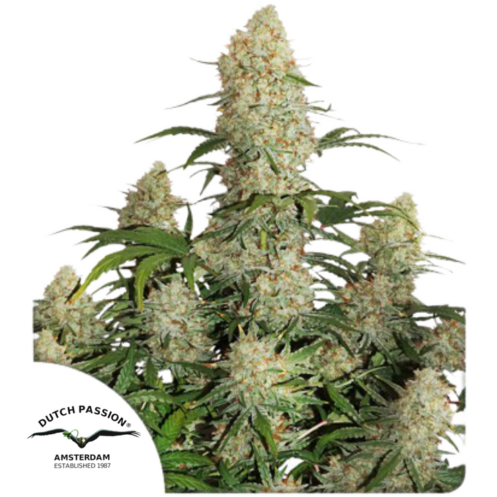 Auto Critical Orange Punch - Dutch Passion