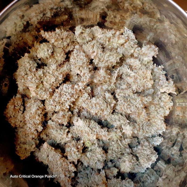 Auto Critical Orange Punch - Dutch Passion