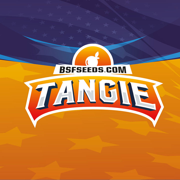 Tangie XXL Auto® - BSF