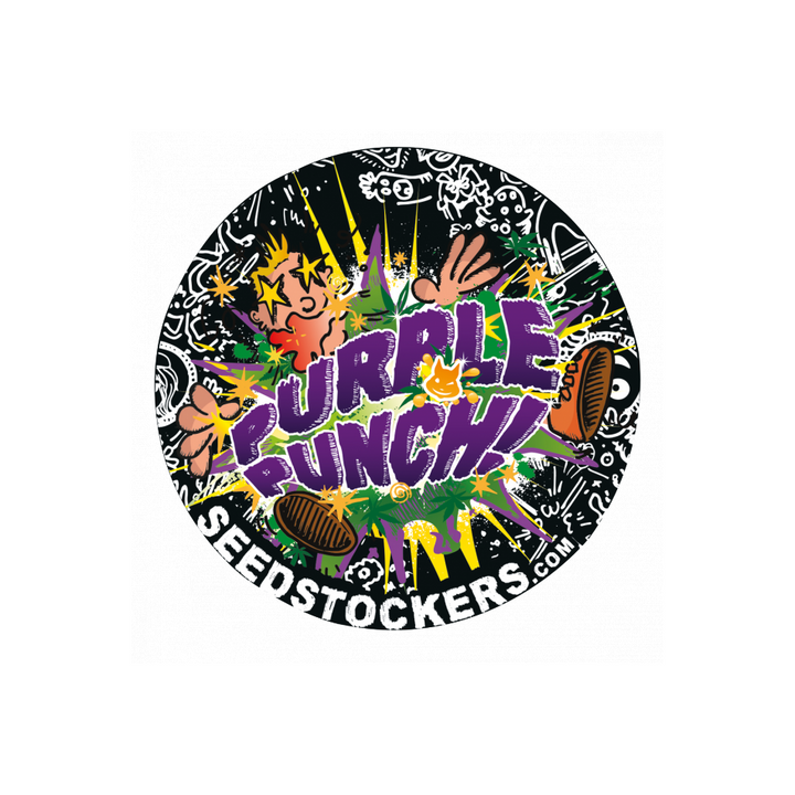 Purple Punch - Seedstockers - Bloommart Colombia