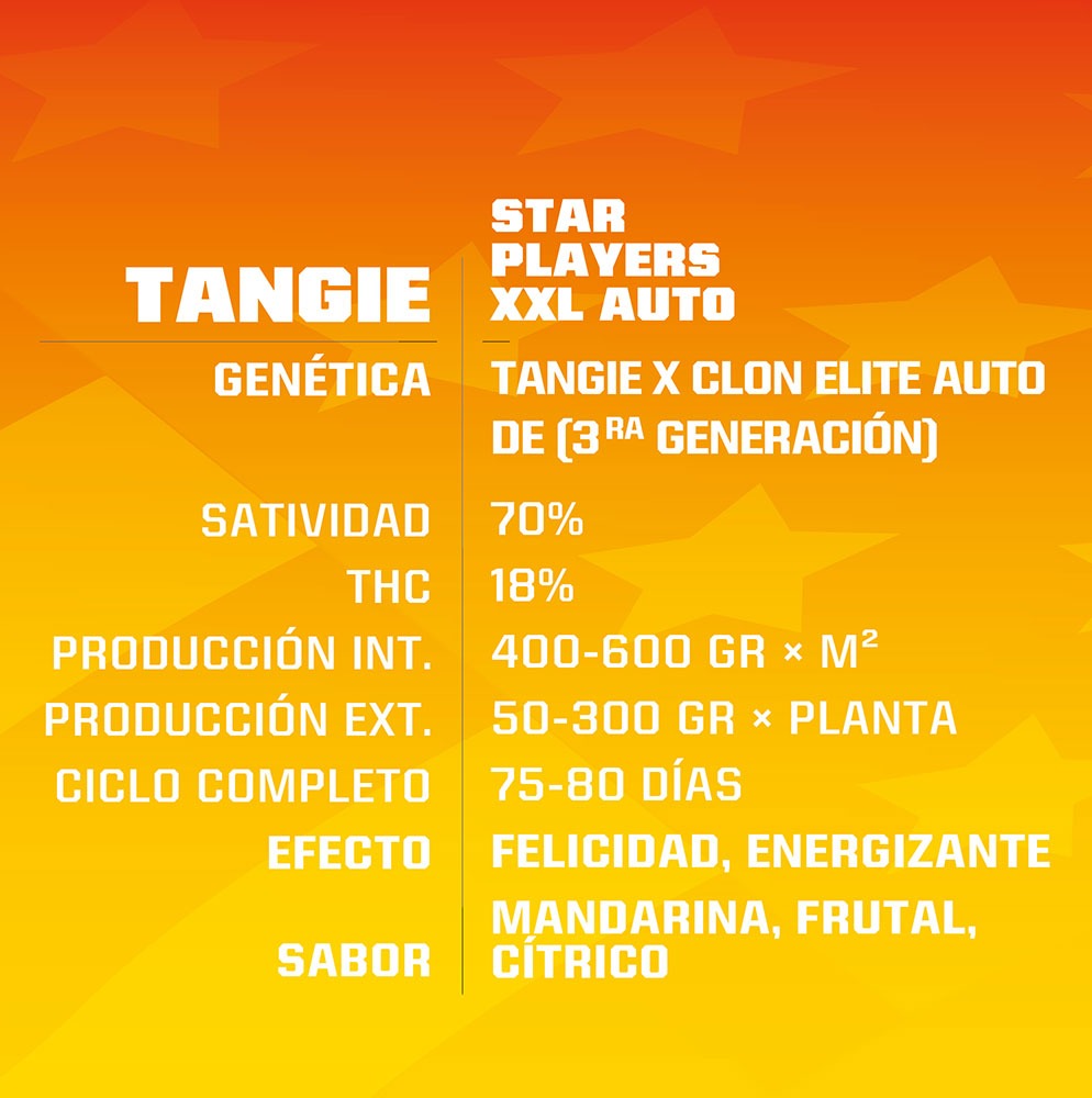 Tangie XXL Auto® - BSF