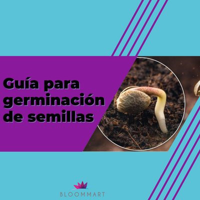 Guía para germinar semillas de marihuana: logra un cultivo exitoso