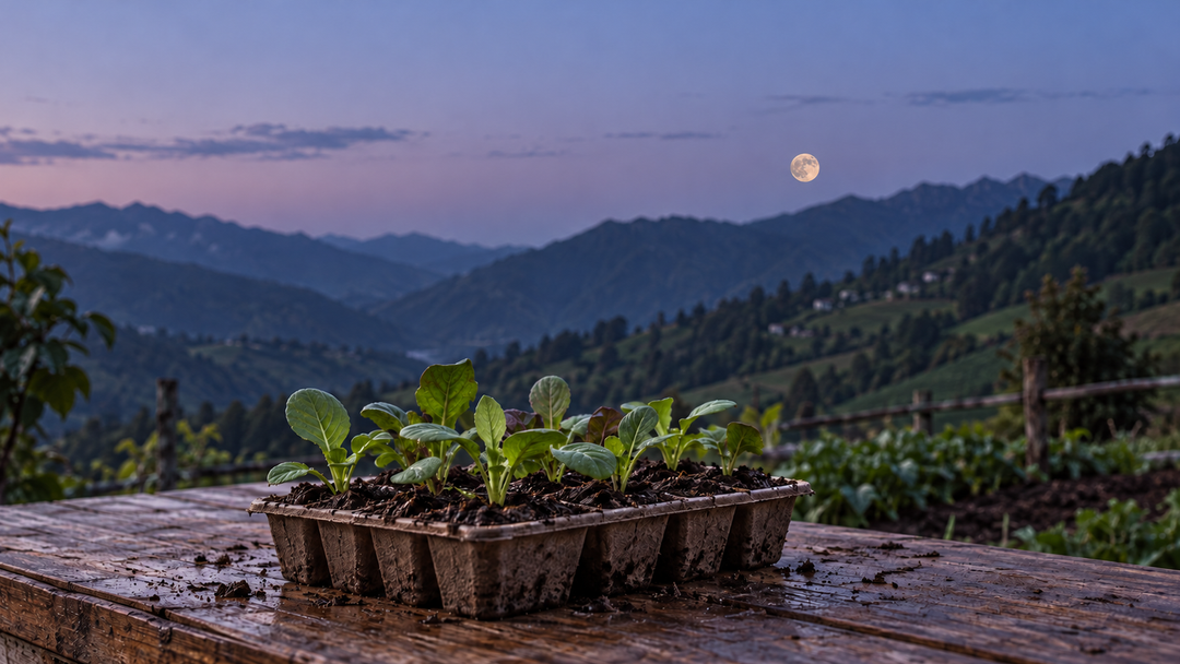 Bandeja de germinación con plántulas sobre una mesa de madera en una finca de montaña, con la luna llena al anochecer