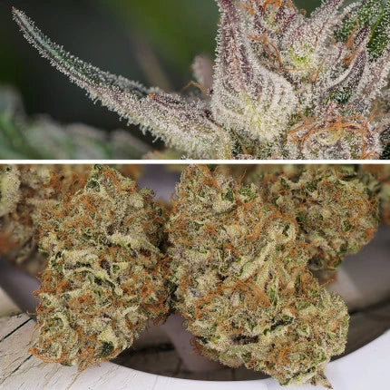 Hojas púrpura escarchadas de tricomas y cogollos secos de Auto Trichome & Cream en recipiente blanco