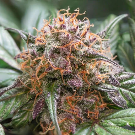 Macro de tricomas de Auto Trichome & Cream: capa densa de resina sobre el cogollo y pistilos naranja intenso