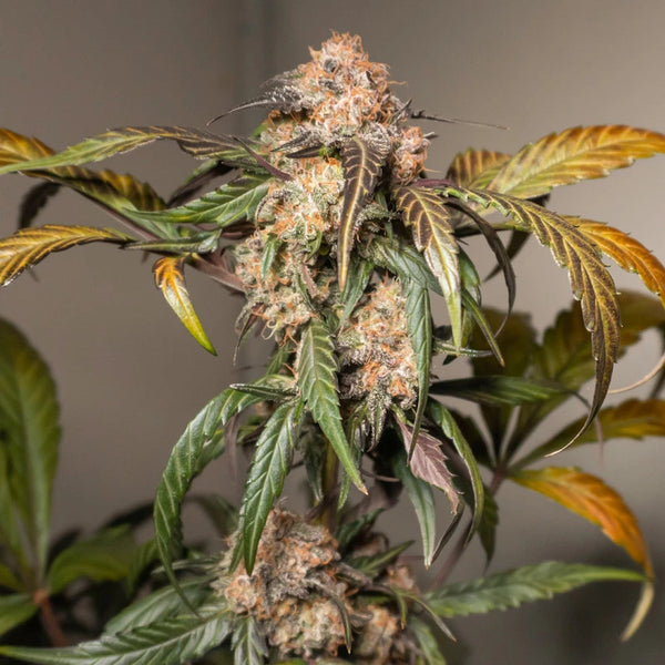 Planta de Auto Trichome & Cream en floración en interior, hojas verde oscuro con puntas bronce