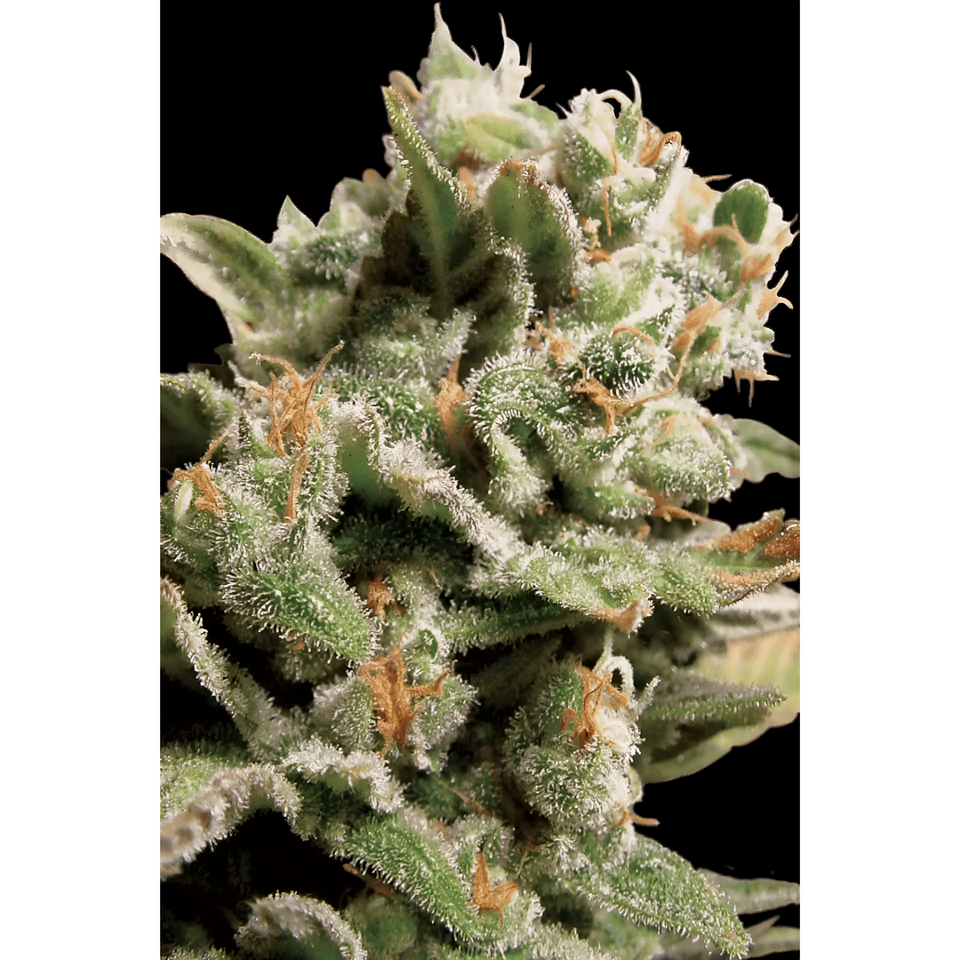 Dutch Dragon - Paradise Seeds