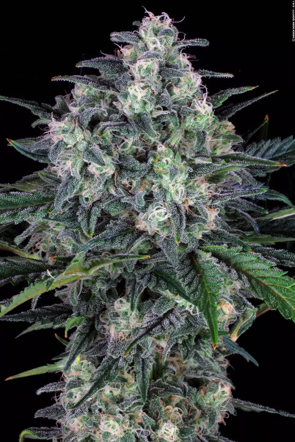 Original Cheese - Paradise Seeds