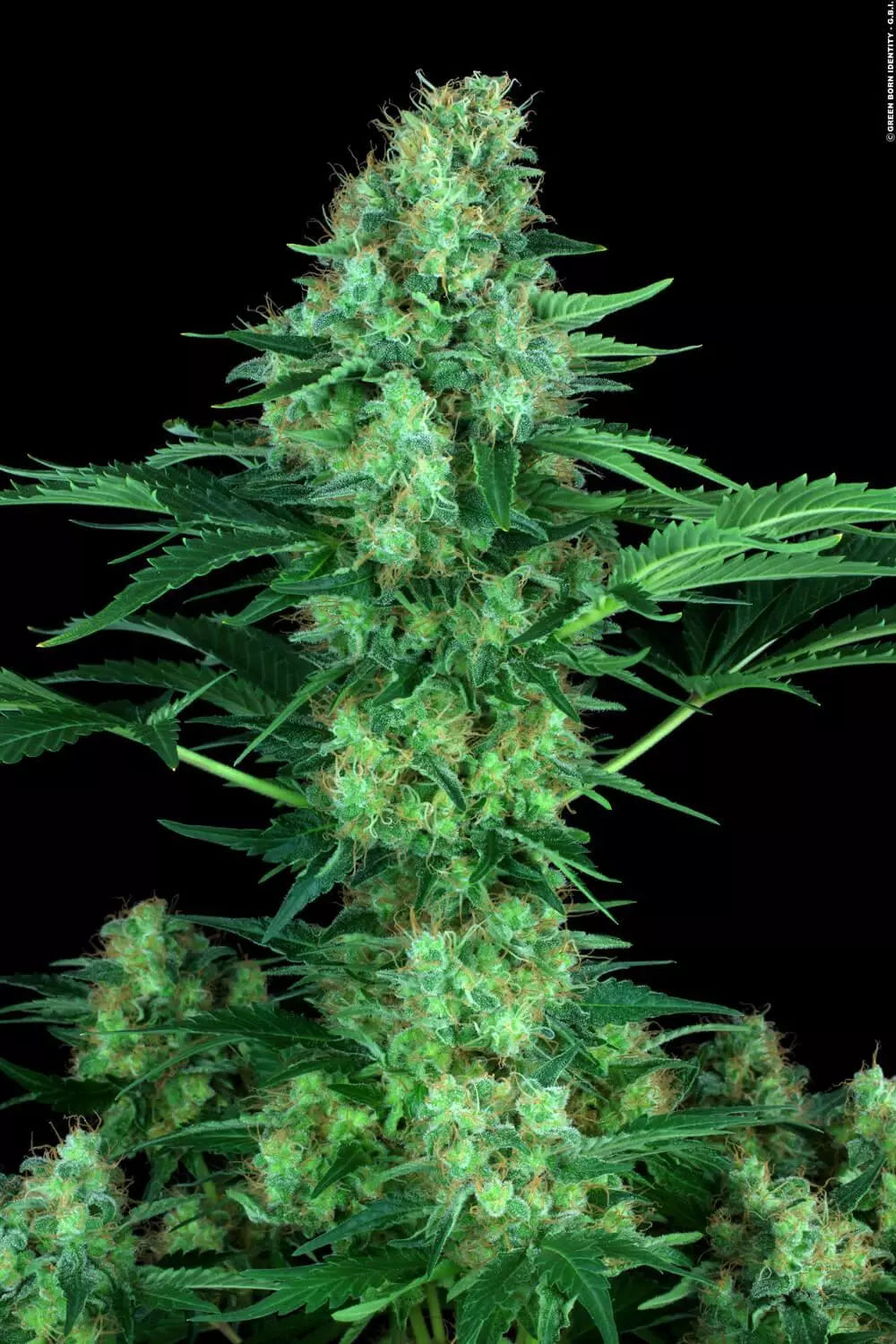 Original White Widow - Paradise Seeds