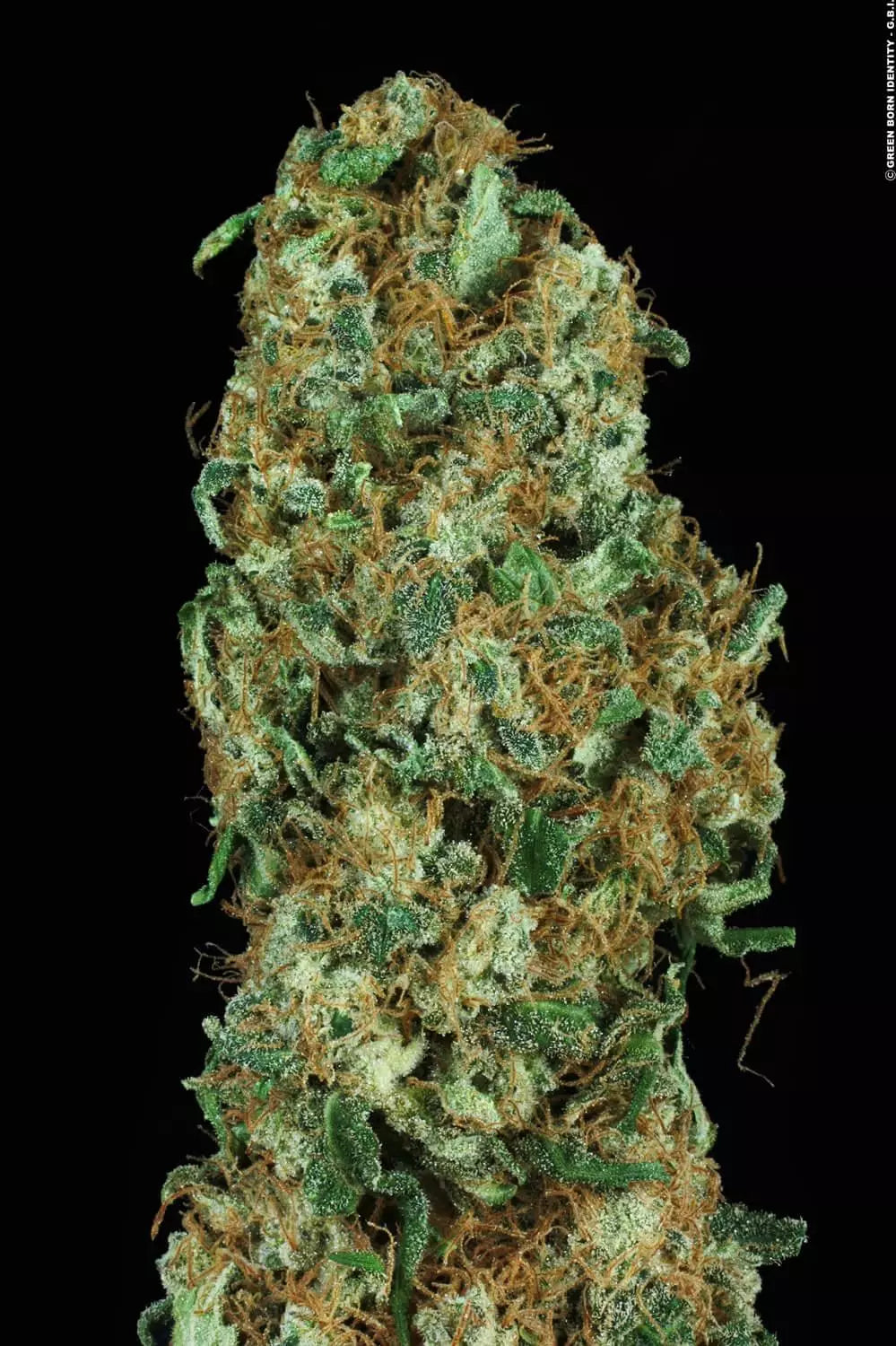 Original White Widow - Paradise Seeds