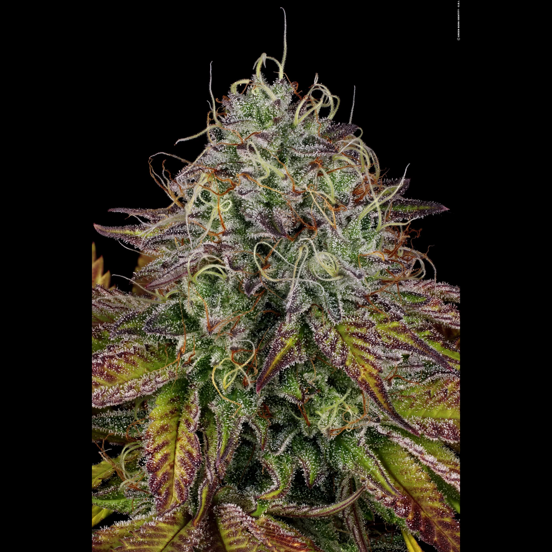 Apricot Candy - Paradise Seeds