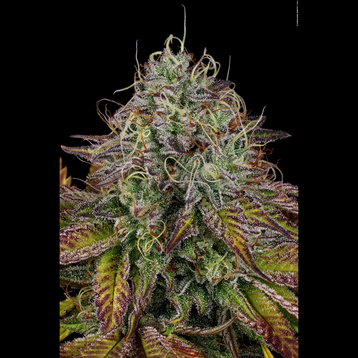 Apricot Candy - Paradise Seeds