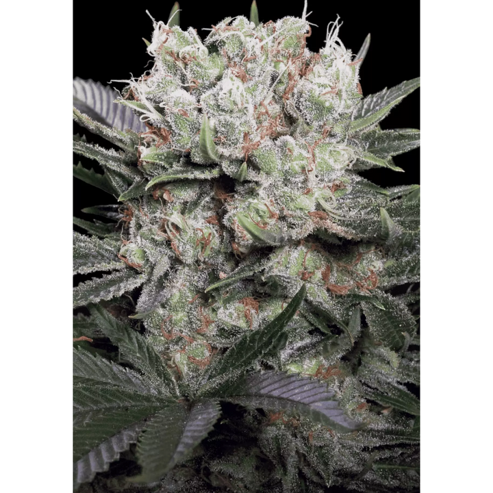 Californian Gold - Paradise Seeds