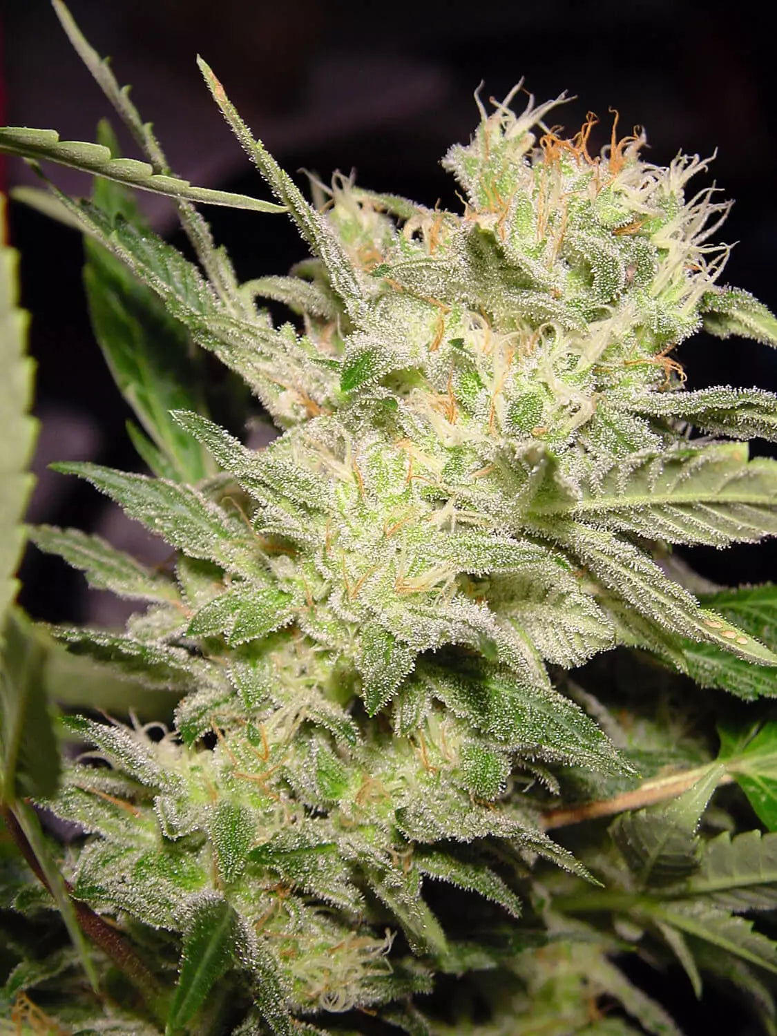 Cogollo de Auto Jack de Paradise Seeds entre las hojas de la planta, con pistilos naranja y tricomas visibles