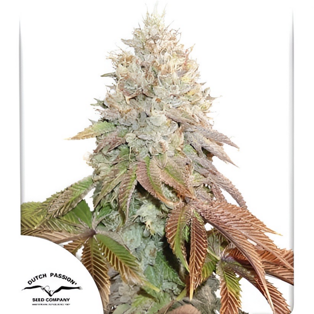 Banana Blaze Auto® - Dutch Passion