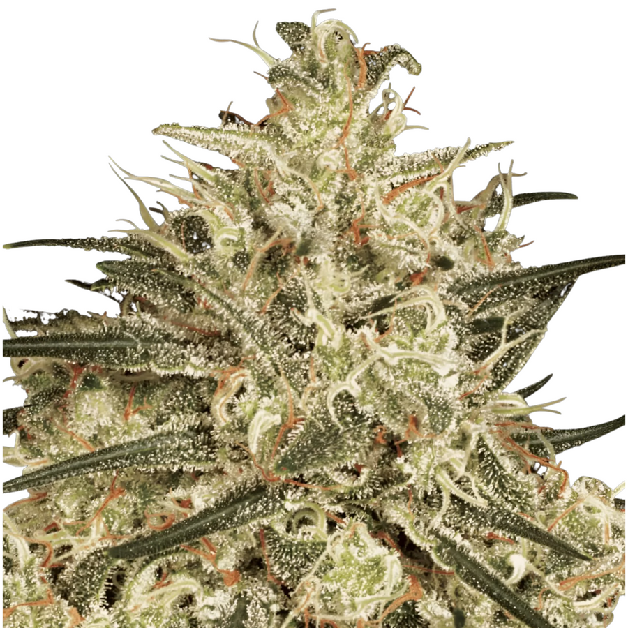Flor resinosa de la variedad Atomical Haze de Paradise Seeds, con pistilos anaranjados y hojas estrechas de porte sativa