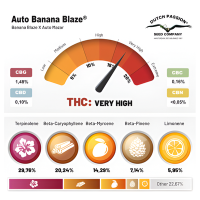 Banana Blaze Auto® - Dutch Passion