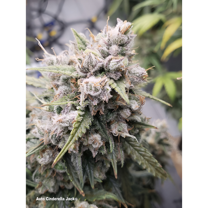 Auto Cinderella Jack® - Dutch Passion