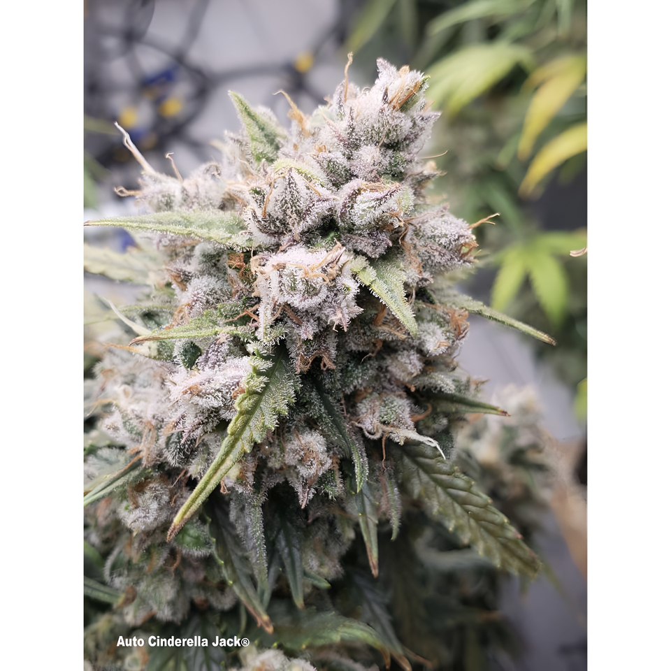 Cogollo de Auto Cinderella Jack cubierto de tricomas en planta viva, con el nombre de la variedad impreso en la franja inferior izquierda