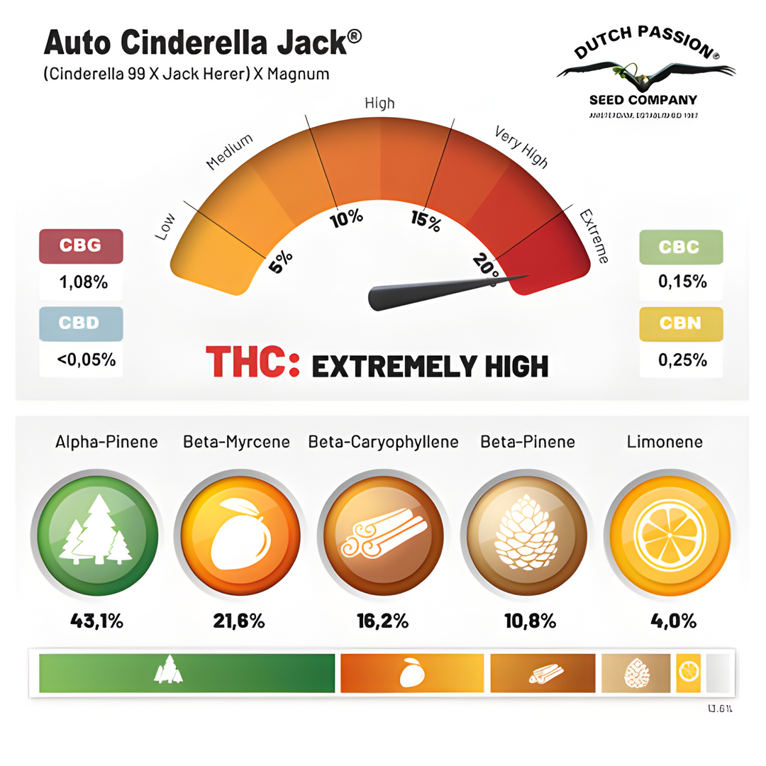 Auto Cinderella Jack® - Dutch Passion