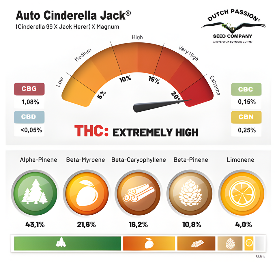Infografía oficial de Dutch Passion con el linaje (Cinderella 99 × Jack Herer) × Magnum y el reparto de terpenos de Auto Cinderella Jack
