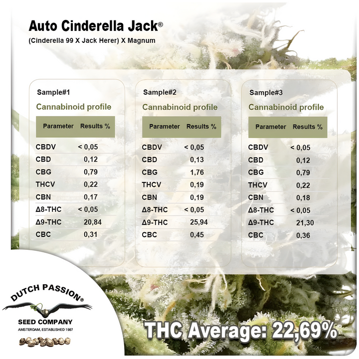 Auto Cinderella Jack® - Dutch Passion